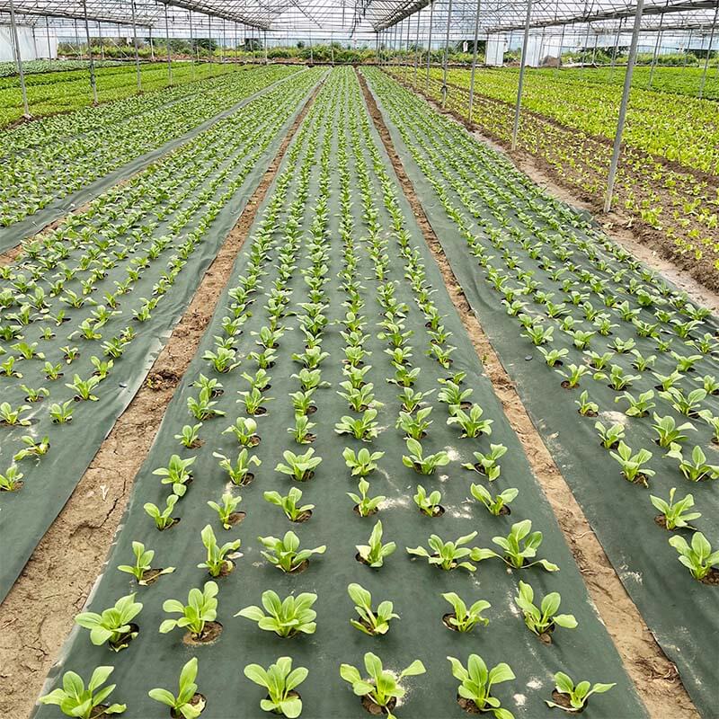 Nunalo pre-cut hole weed barrier fabric installed in greenhouse vegetable rows