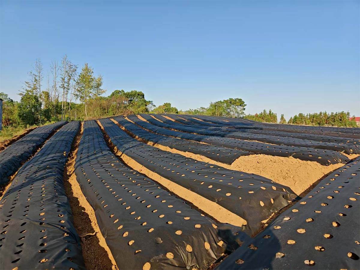 Nunalo weed barrier fabric installed in long farm planting rows to help reduce weeds and keep growing areas cleaner